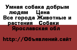 Умная собака добрым людям. › Цена ­ 100 - Все города Животные и растения » Собаки   . Ярославская обл.